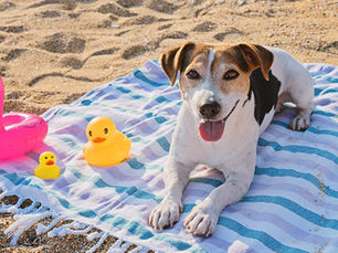dog laying on a blanket on the beach