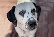 Dalmatian
English Springer Spaniel