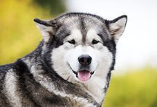 malamute