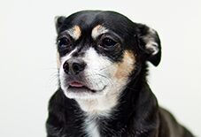 rat terrier
