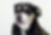 rat terrier