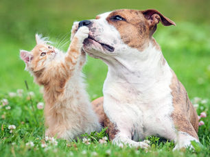 kitten batting at a dog in a field of grass