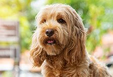 cockapoo