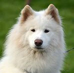 SAMOYED
