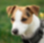 jack russell