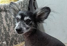 Xoloitzcuintli
Chinese Crested
