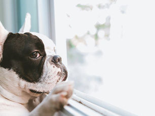 black and white dog looking out of a window