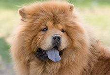 chow chow