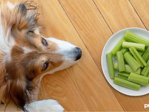 Can Dogs Eat Celery?