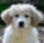 Great Pyrenees