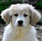 Great Pyrenees