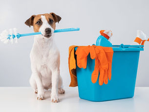 dog with toilet brush and cleaning supplies