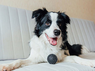 dog laying on couch with a ball in front of them