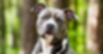 American Staffordshire Terrier