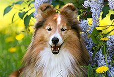 shetland sheepdog