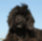 Portuguese Water Dog