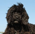 Portuguese Water Dog