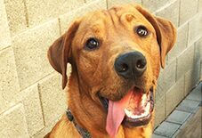Rhodesian Ridgeback
Labrador Retriever