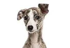 whippet
