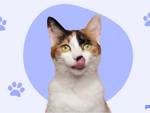 cat licking its lips