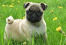 pug