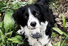 Brittany
Border Collie