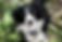Brittany
Border Collie