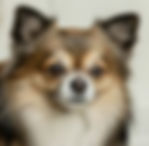 Papillon