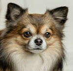 Papillon