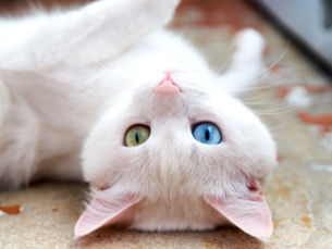 white cat with one blue and one green eye lays on its back on a couch