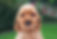 cocker spaniel