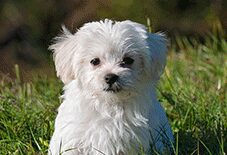maltese