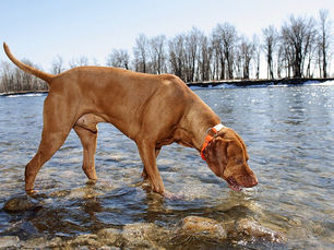 dog licking at lake water