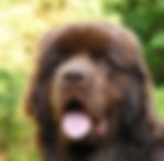 newfoundland
