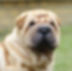 Shar-Pei
