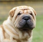 Shar-Pei