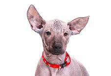 xoloitzcuintlis