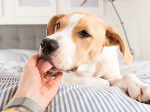 dog laying in bed licking humans hand