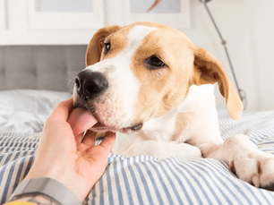 dog laying in bed licking humans hand