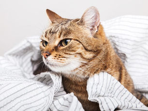 cat laying in a blanket