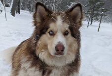 Alusky