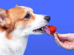 dog being fed a strawberry