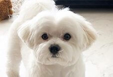 maltese