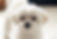 maltese