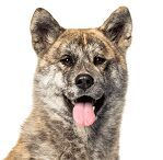Akita