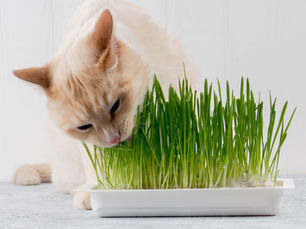 cat smelling a patch of grass