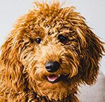 goldendoodle