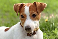 jack russell