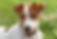 jack russell