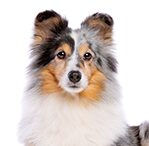 shetland sheepdog